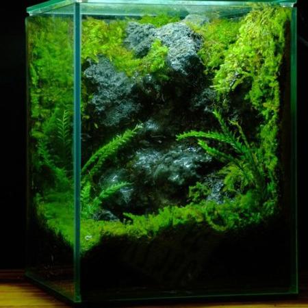 Terarium