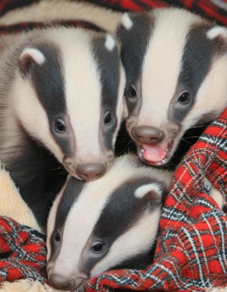 European Badger (meles meles)