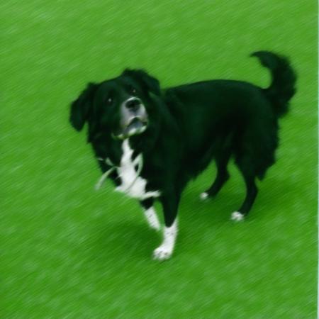 Jack (Border Collie - NZ Huntaway Dog) PDXL