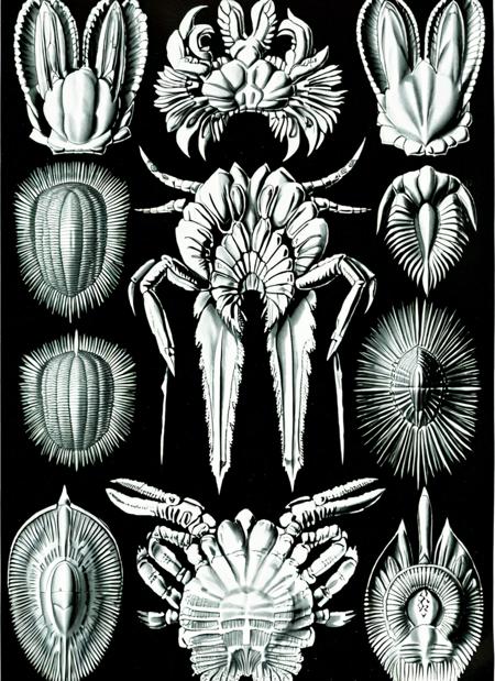 Haeckel style lora sdxl