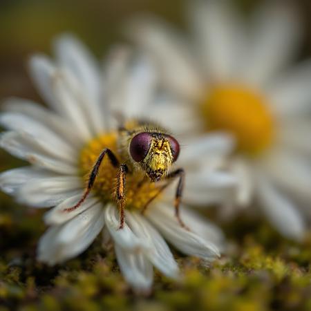 Macro Shots @Ethanar