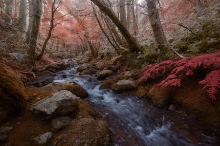 Kodak Aerochrome | Film stock | Infrared