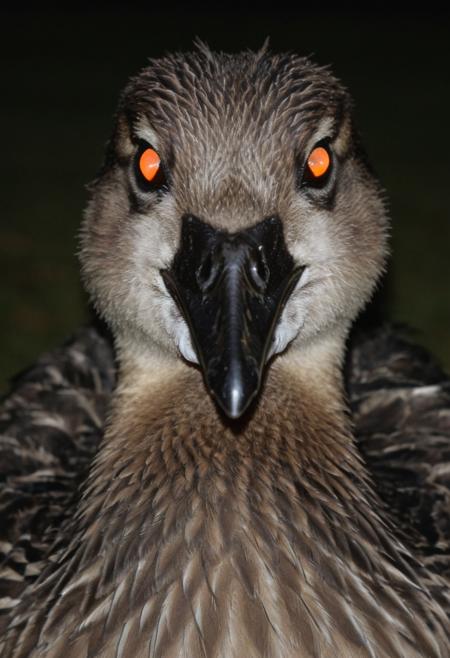 Tapetum Lucidum - Realistic Glowing Eyes (Flux/SDXL)