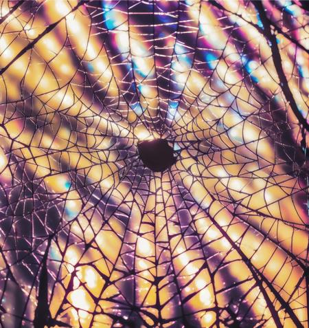 Spider Web