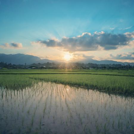 Rice field版本V1 (ID: 690473)