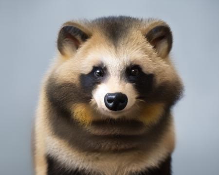 Raccoon_dog