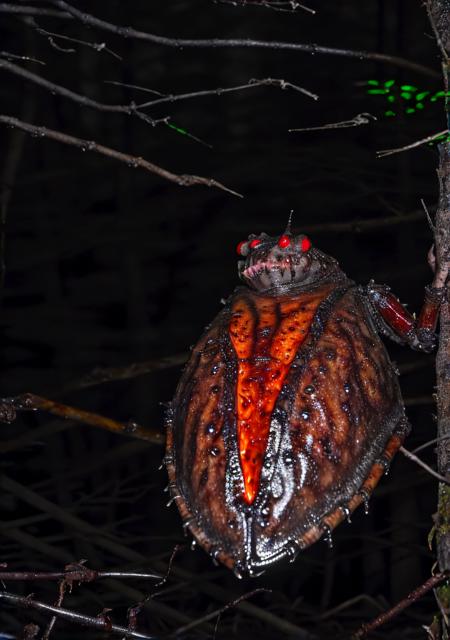 Flashlight Photography