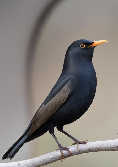 eurasian blackbird