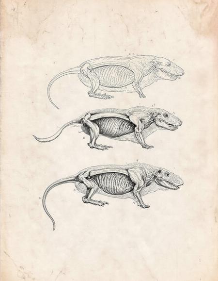 Anatomica