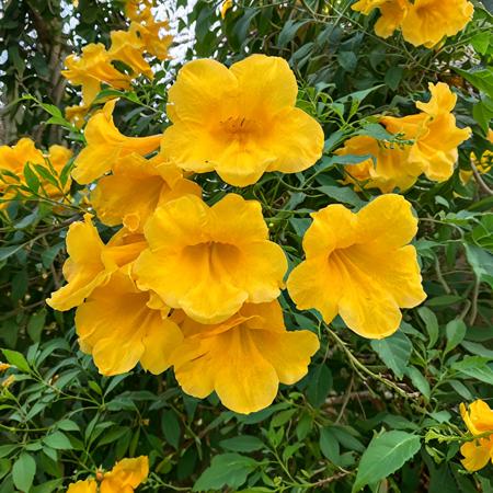 tecoma版本v0.1 200M (ID: 335614)