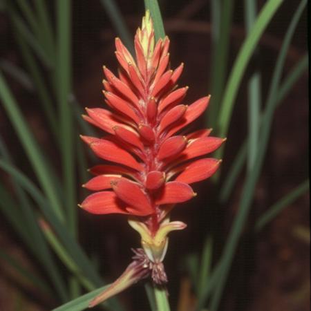 Australian Wildflowers