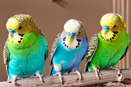 EdobBudgies