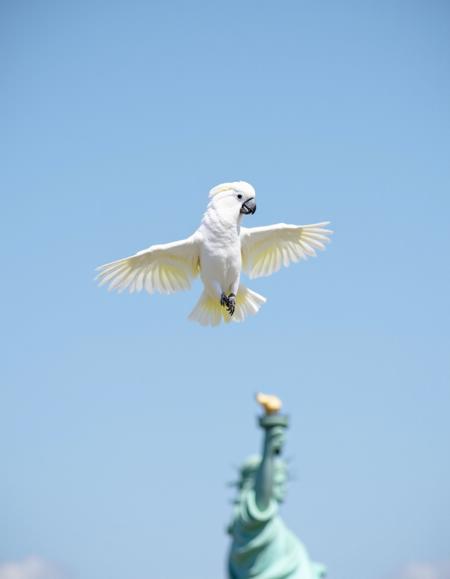 Umbrella Cockatoo Parrot