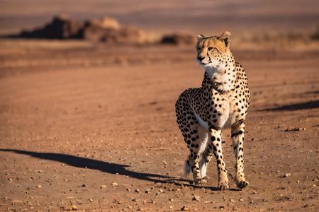 EdobCheetah