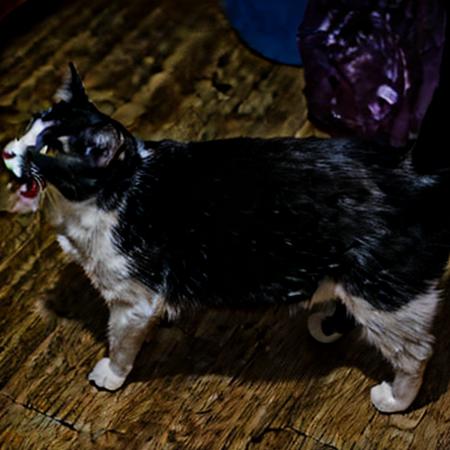 Cat_Julik版本Cat_Julik (ID: 570069)
