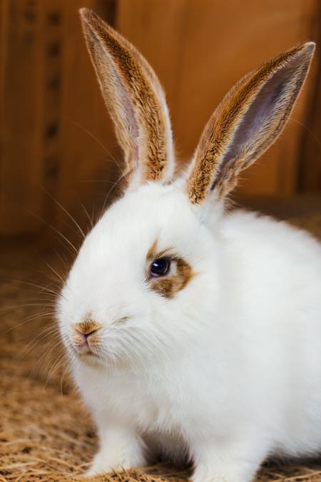 Tutu's favorite (cute bunny)\图图的心头好（可爱小兔）