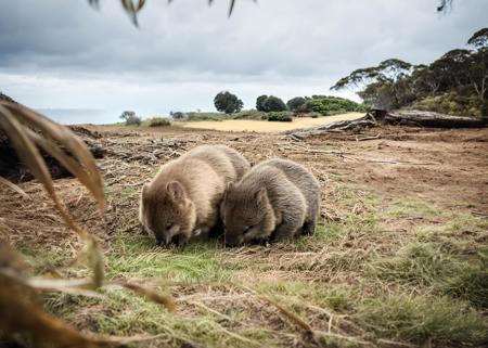 Wombat (Vombatus, Lasiorhinus) SD XL