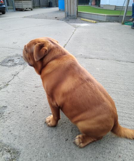 DJZ Big Doggo