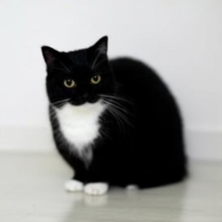 black cat