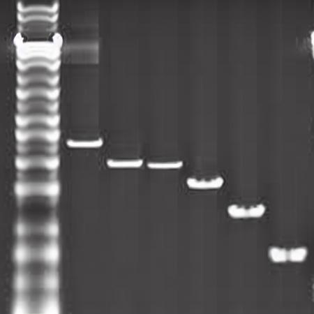 Electrophoresis-V1