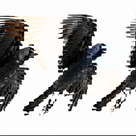 Western jackdaw [multi model]