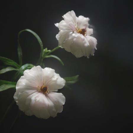 shuanghua
