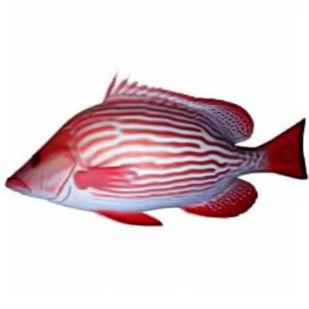 SaltwaterFishv1版本Snapper & Grouper Fish V1 (ID: 693422)
