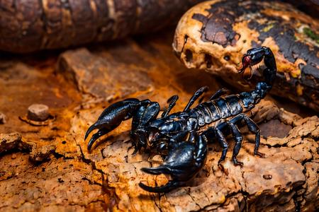 Edob Scorpion