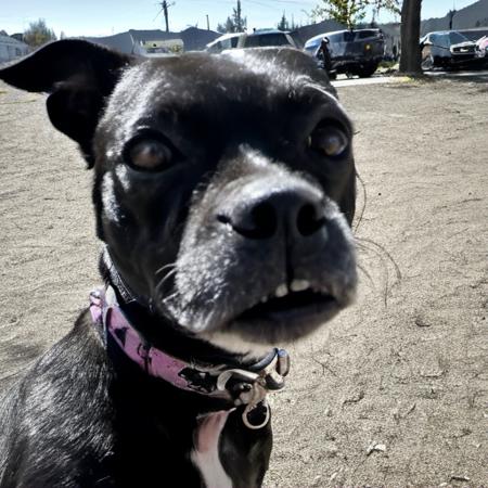 Kenda Dog