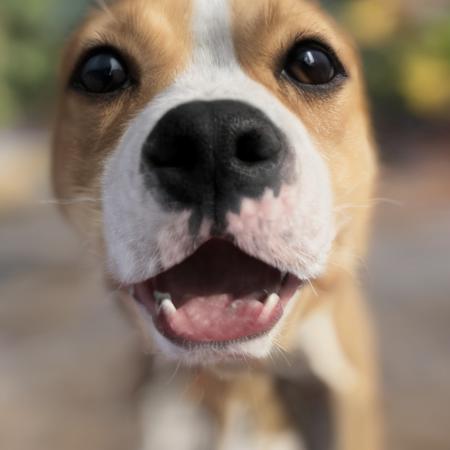 Molly Model
