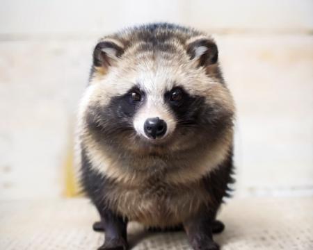 Raccoon_dog