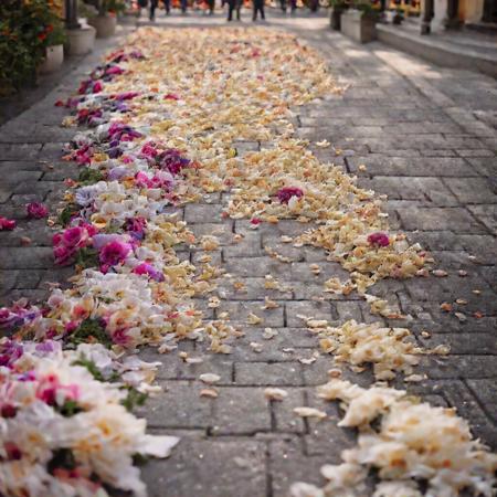 Flowers - Spring is Coming.