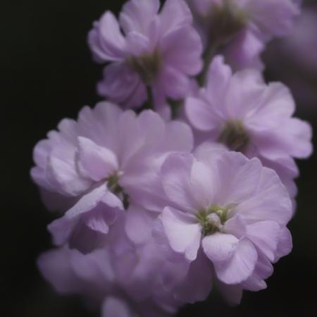 xiaozihua