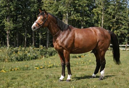 Galileo Horse