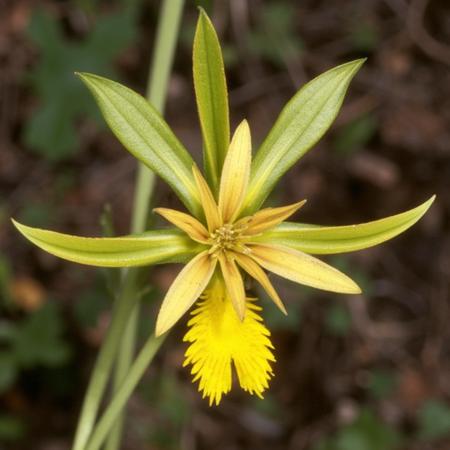 Australian Wildflowers