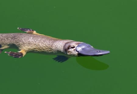 PlatypusFlux