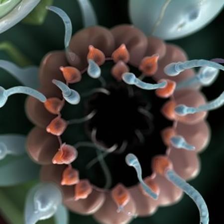 Gametes SD 1.5