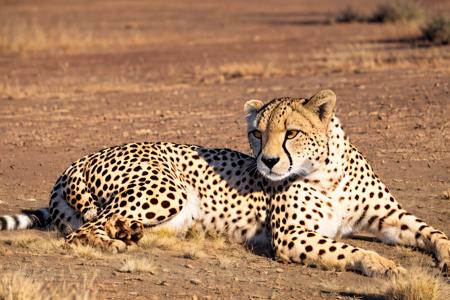 EdobCheetah