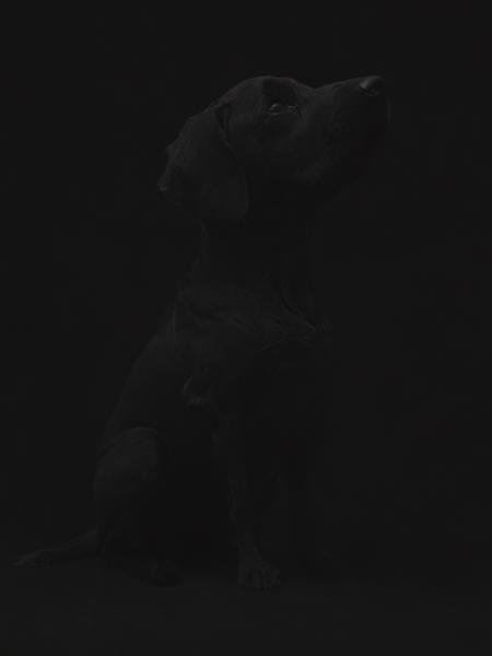 SDXL / Flux.1 D - Matte (Vanta)Black - Experiment