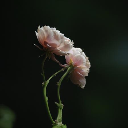 shuanghua版本v1.0 (ID: 450056)