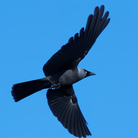 Western jackdaw [multi model]