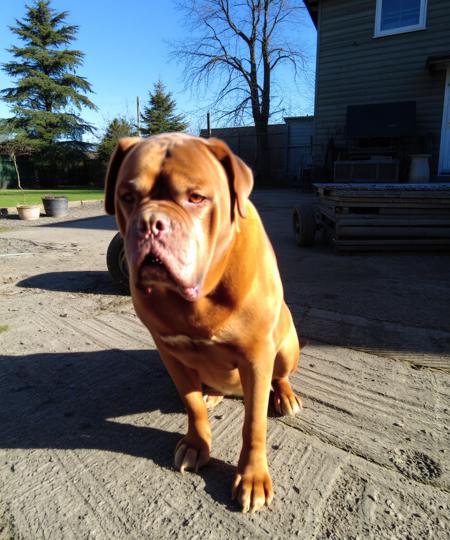 DJZ Big Doggo