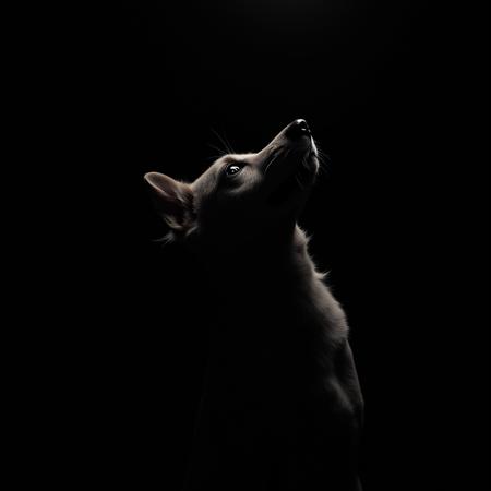 Chiaroscuro (Contrasted) Lighting Style XL + F1D