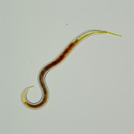 caenorhabditis_elegans
