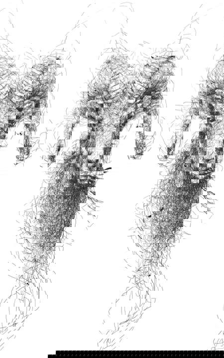 Nova-Scribble art