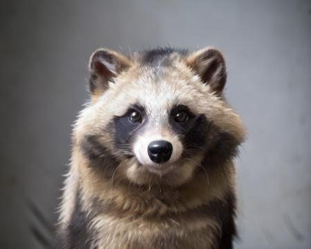 Raccoon_dog