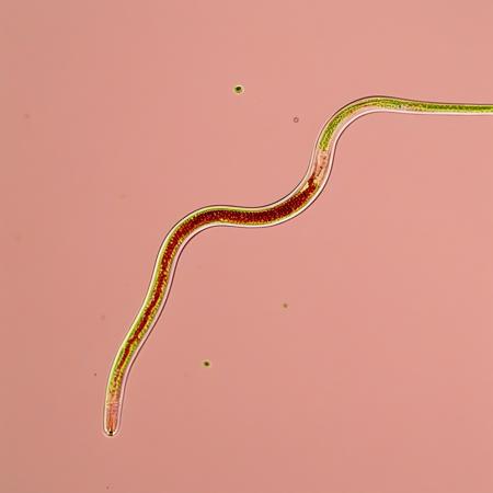 caenorhabditis_elegans