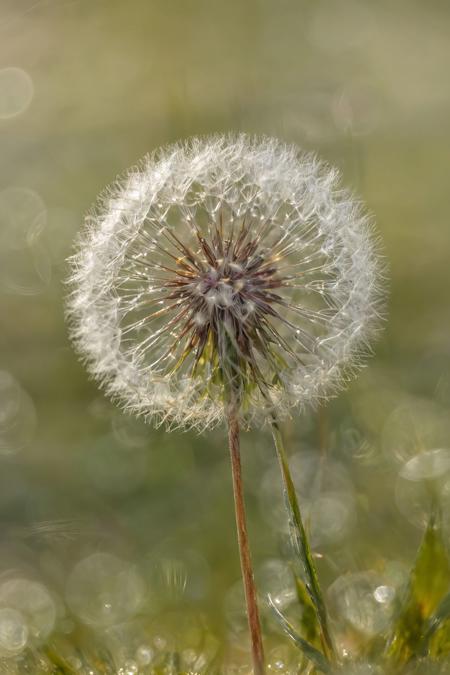 FLUX Bokeh (realistic) (+SDXL)