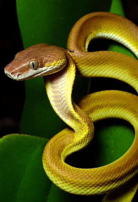 Snakes in detail