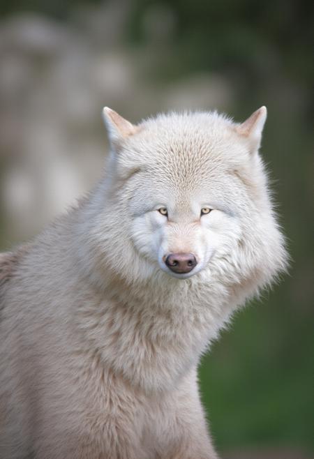 A Better Wolf